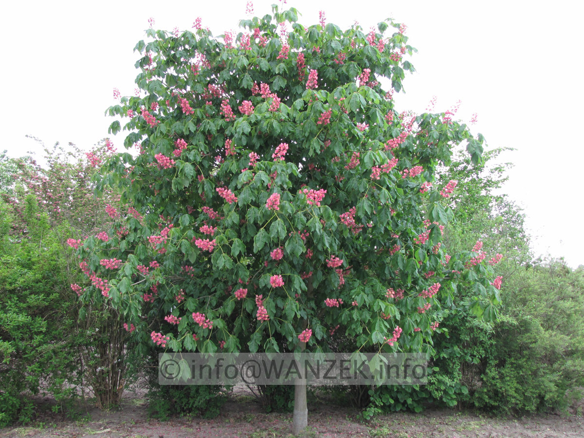 Aesculus carnea Briottii - Baum bluehend.JPG